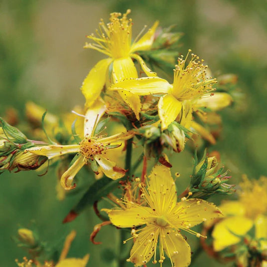 St. John's Wort MIgardener Seed