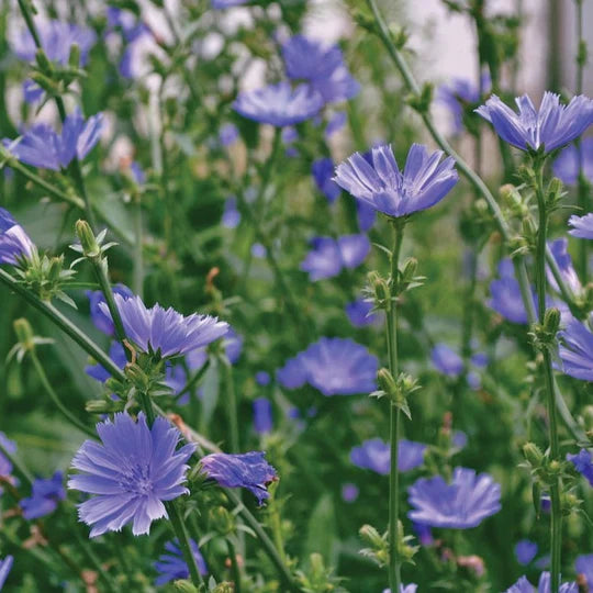 Chicory MIgardener Seed