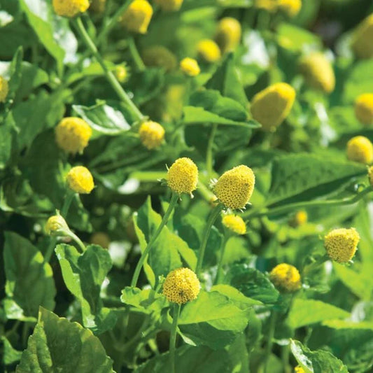 Toothache Plant Spilanthes MIgardener Seed