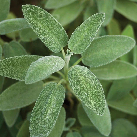 Sage Broadleaf MIgardener Seed