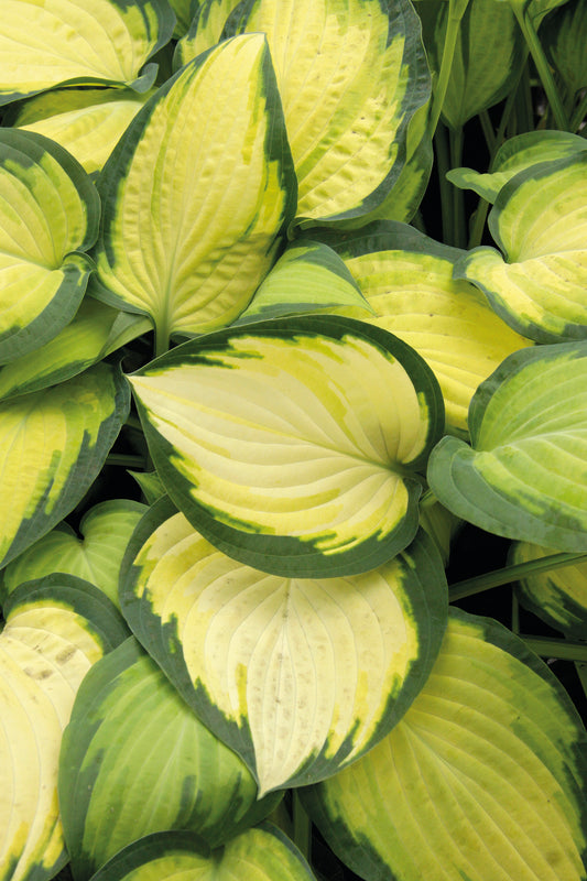 Hosta Orange Marmalade 1G