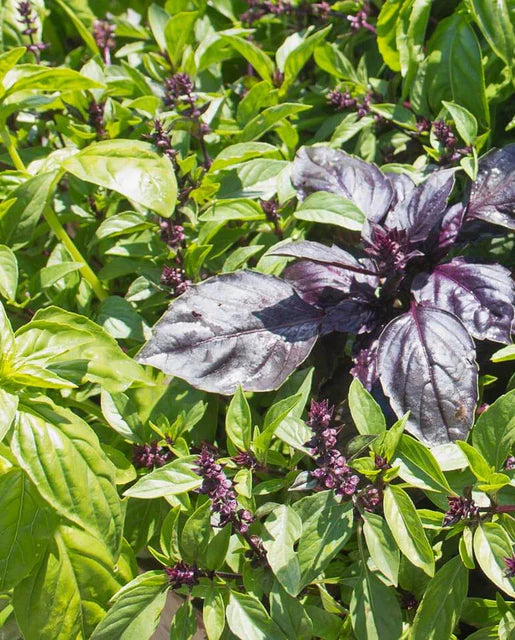 Basil Kitchen Blend WCS Seeds