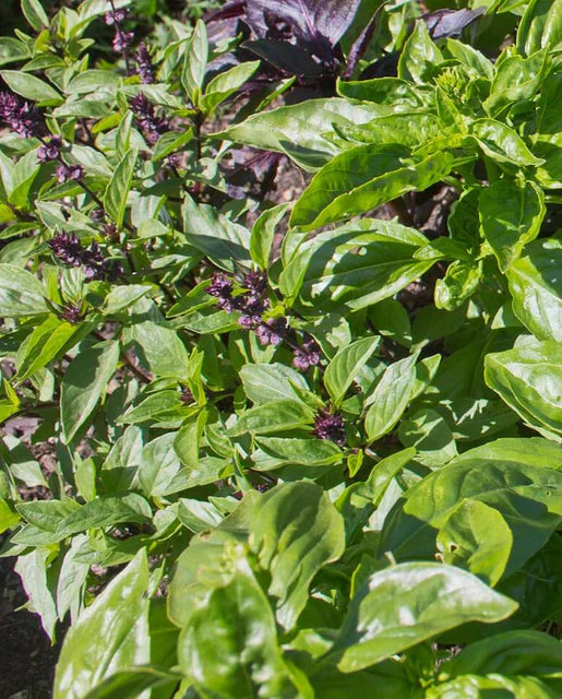 Basil Kitchen Blend WCS Seeds