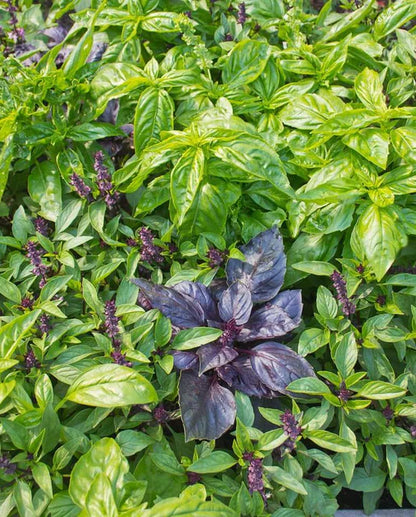 Basil Kitchen Blend WCS Seeds