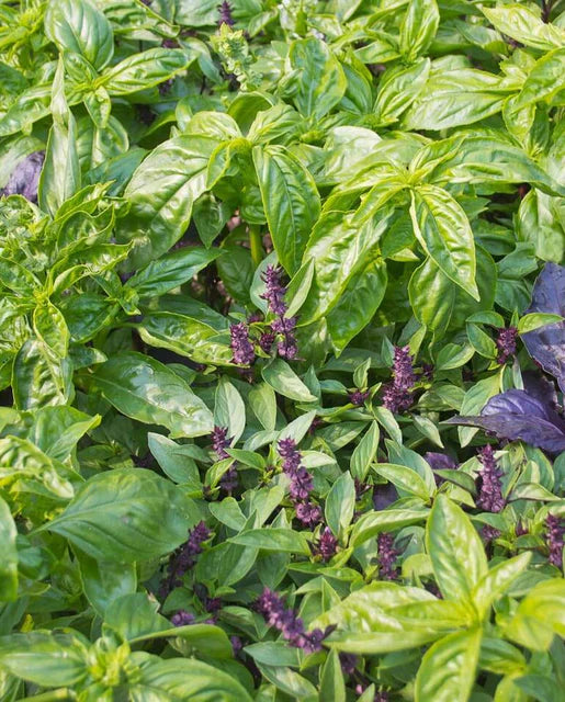 Basil Kitchen Blend WCS Seeds