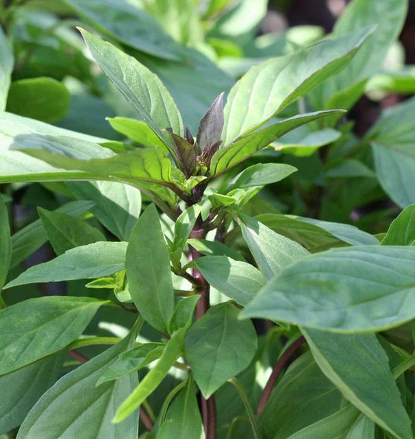 Basil Siam Queen WCS Seeds