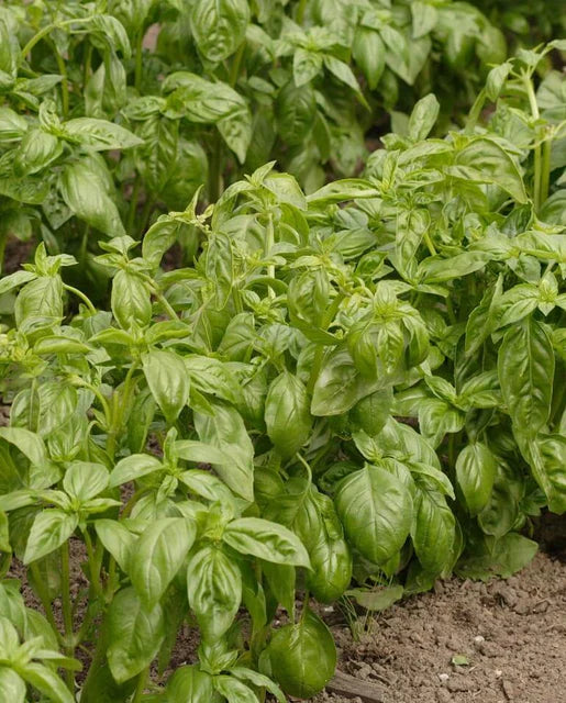 Basil Genovese Organic WCS Seeds