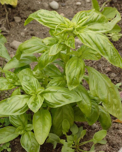 Basil Genovese Organic WCS Seeds