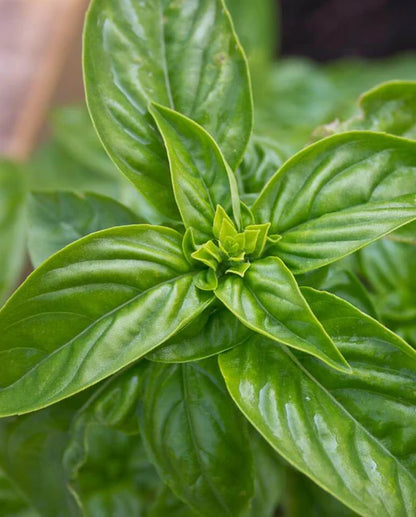 Basil Genovese Organic WCS Seeds