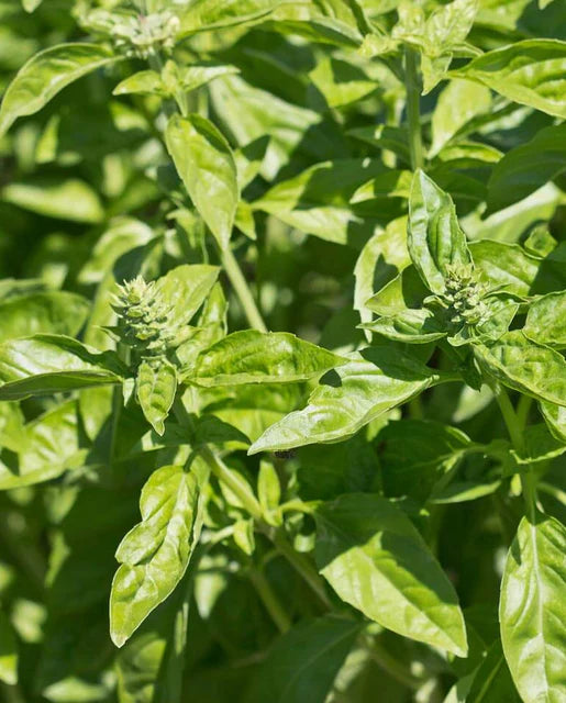 Basil Genovese Organic WCS Seeds