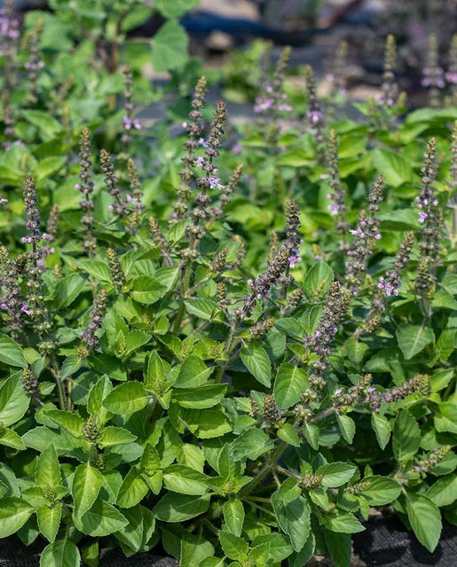 Basil Holy Organic WCS Seeds