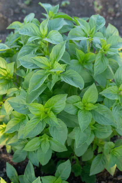 Basil Helios Lemon WCS Seeds