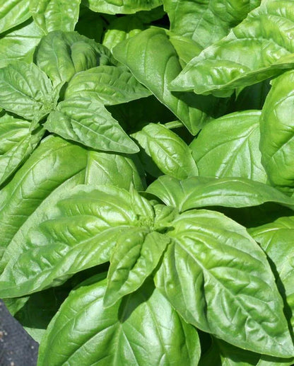 Basil Lettuce Leaf WCS Seeds