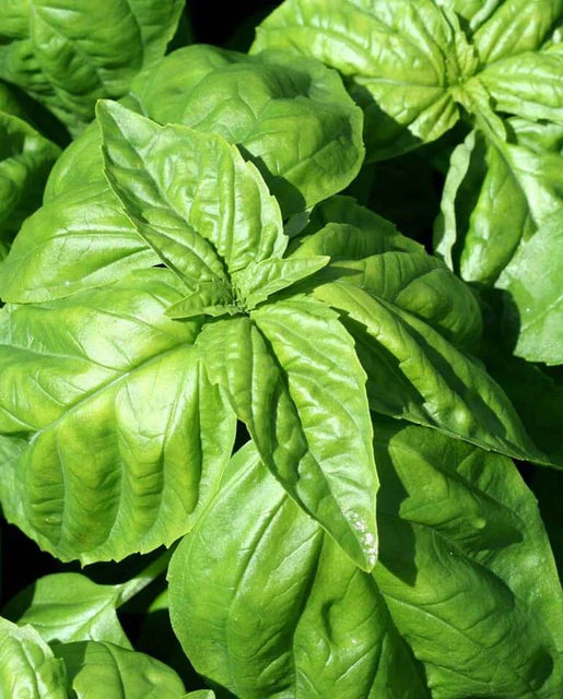 Basil Lettuce Leaf WCS Seeds