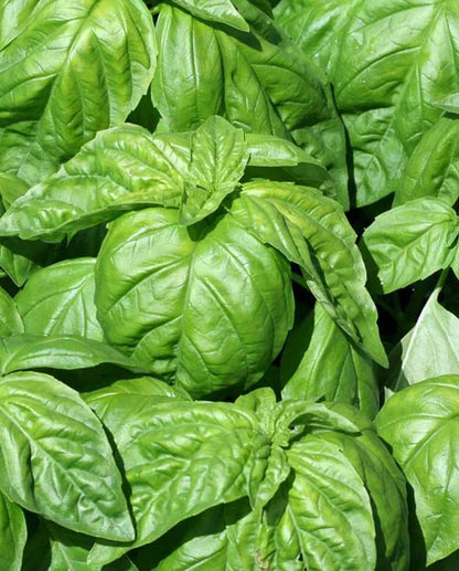 Basil Lettuce Leaf WCS Seeds