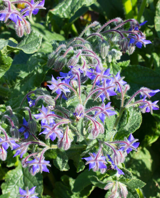 Borage WCS Seeds