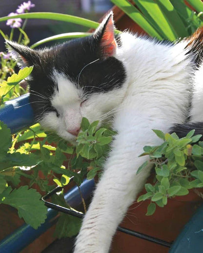 Catnip WCS Seeds