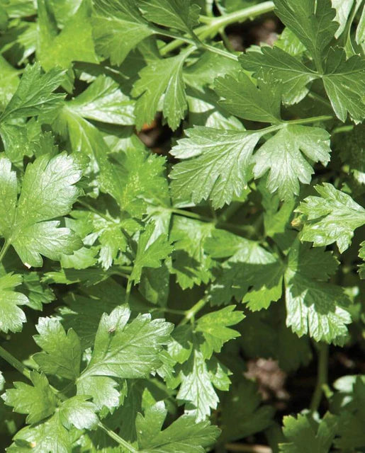 Cilantro Santo Long Standing WCS Seeds