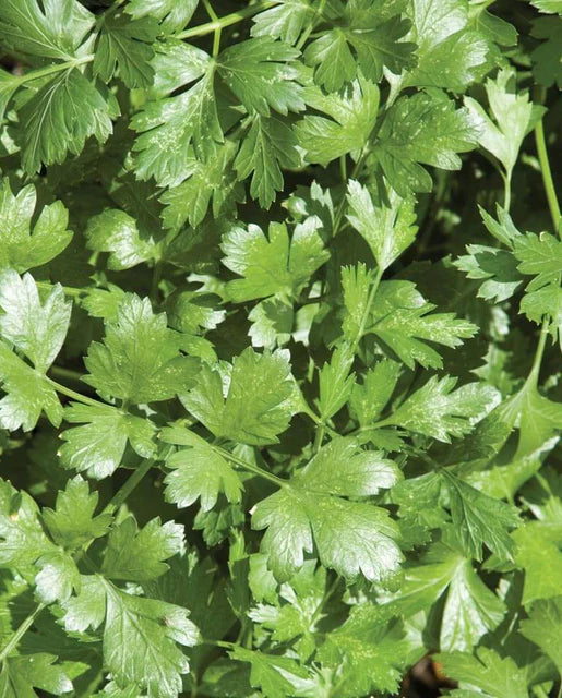 Cilantro Santo Long Standing WCS Seeds