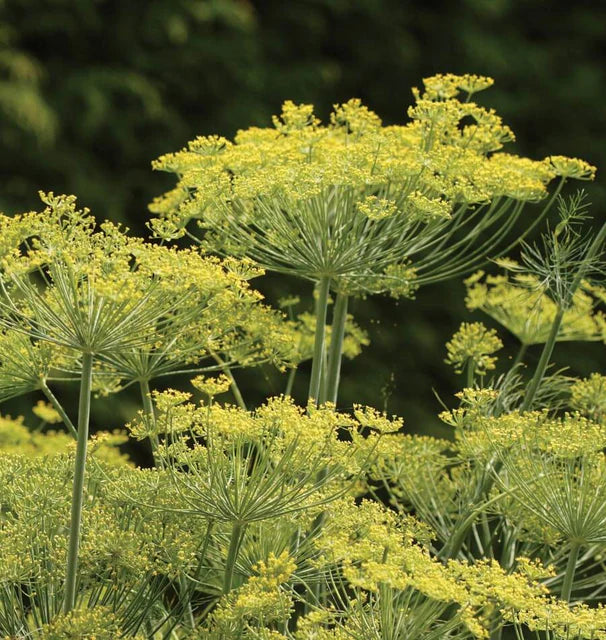 Dill Dukat WCS Seeds