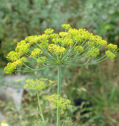 Dill Long Island Mammoth WCS Seeds