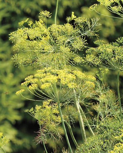 Dill Bouquet WCS Seeds