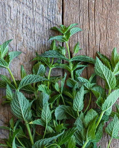 Peppermint WCS Seeds