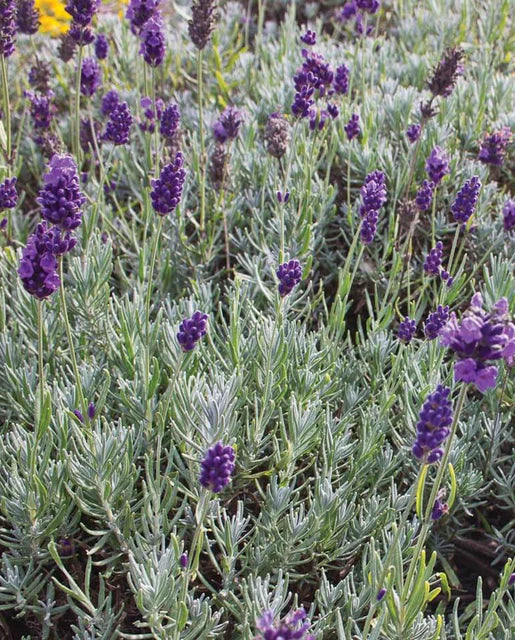 Lavender Dwarf Munstead WCS Seeds