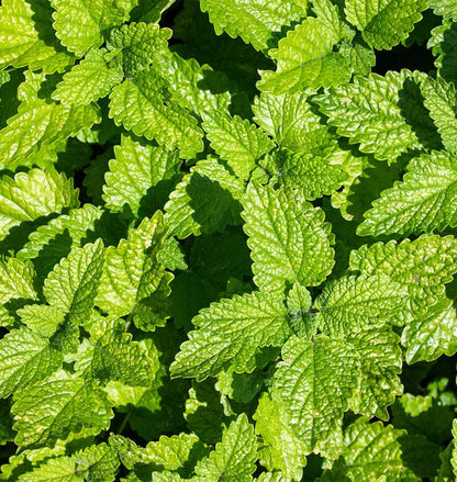 Lemon Balm WCS Seeds