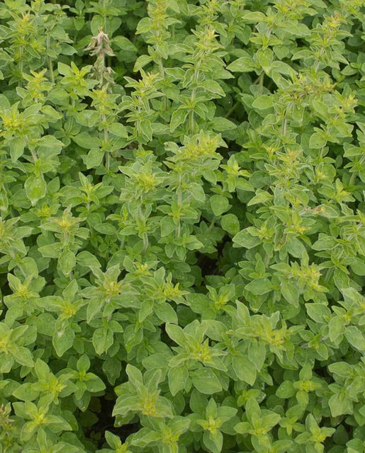 Oregano Greek Organic WCS Seeds