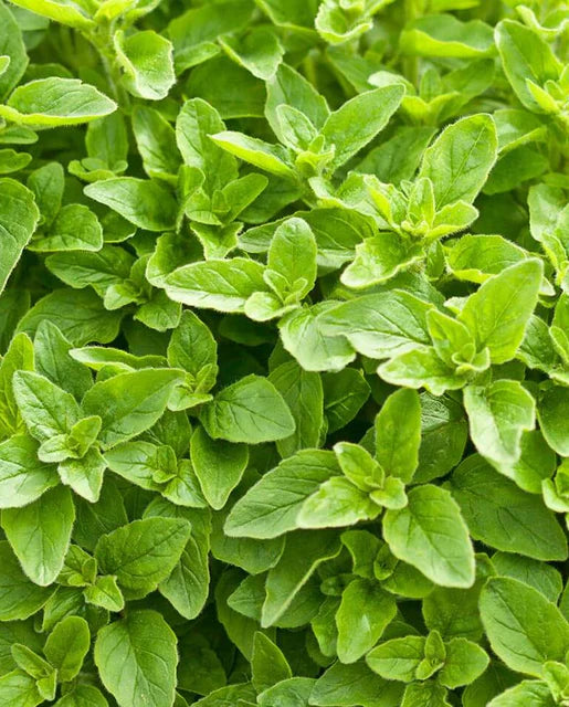 Oregano Greek Organic WCS Seeds