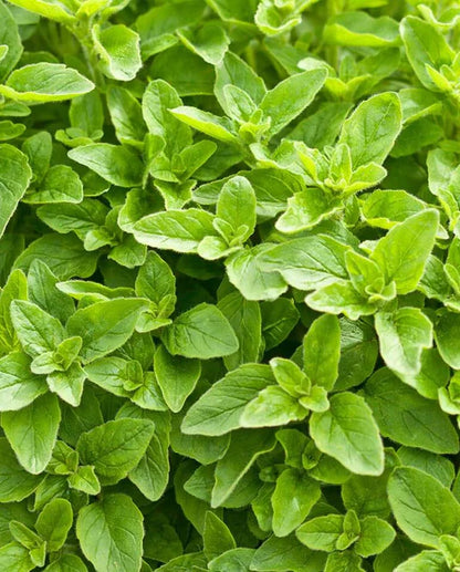 Oregano Greek Organic WCS Seeds