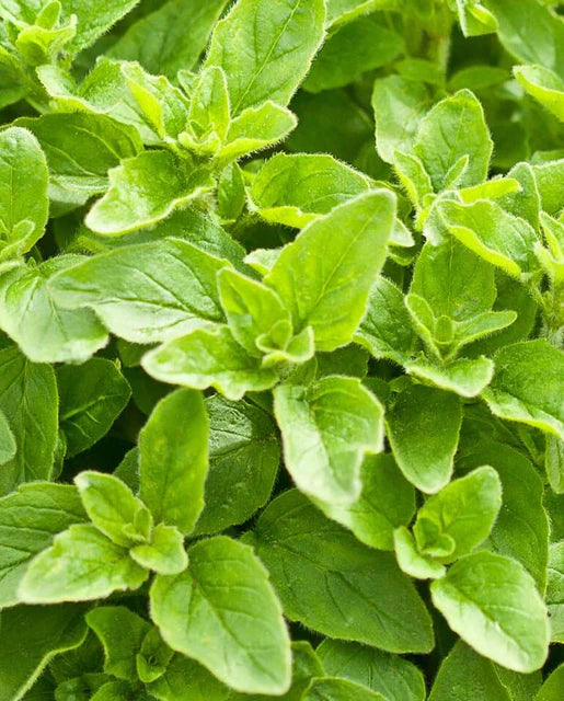 Oregano Greek Organic WCS Seeds