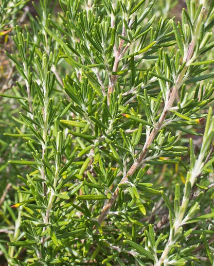 Rosemary WCS Seeds