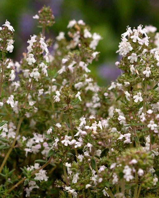 Thyme WCS Seeds