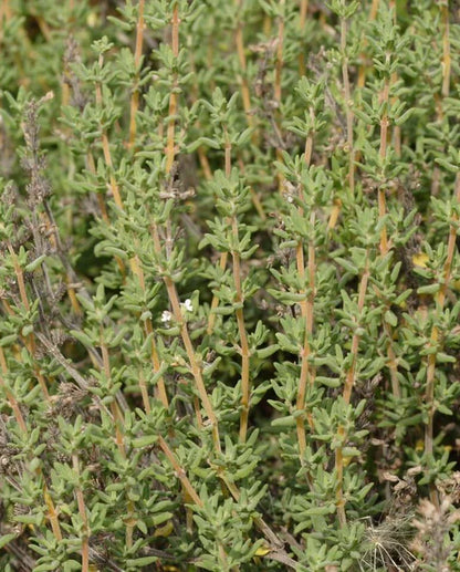 Thyme WCS Seeds