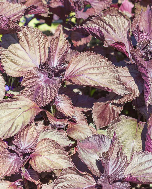 Shiso Red Perilla WCS Seeds