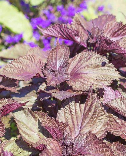 Shiso Red Perilla WCS Seeds