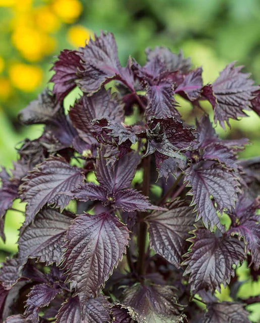 Shiso Red Perilla WCS Seeds