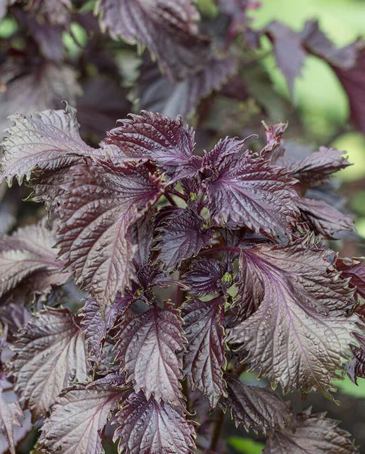 Shiso Red Perilla WCS Seeds