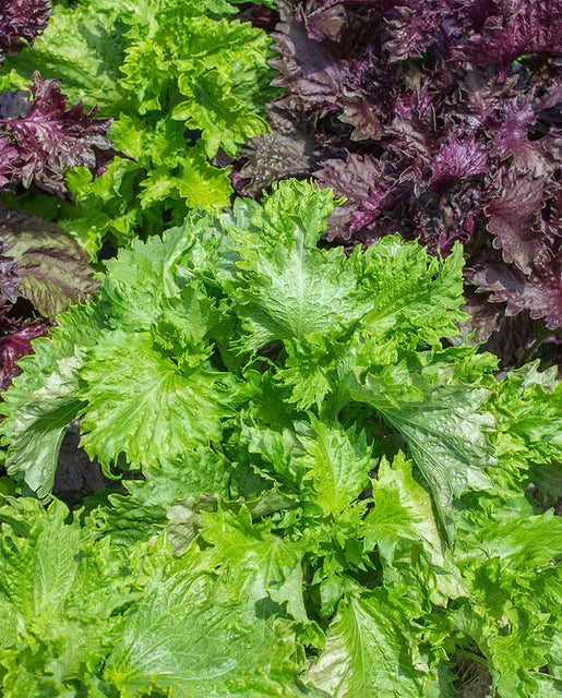 Shiso Green Perilla WCS Seeds