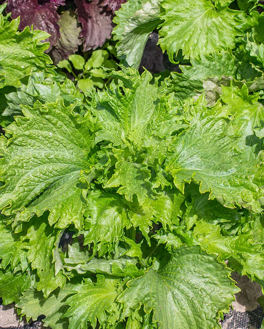 Shiso Green Perilla WCS Seeds