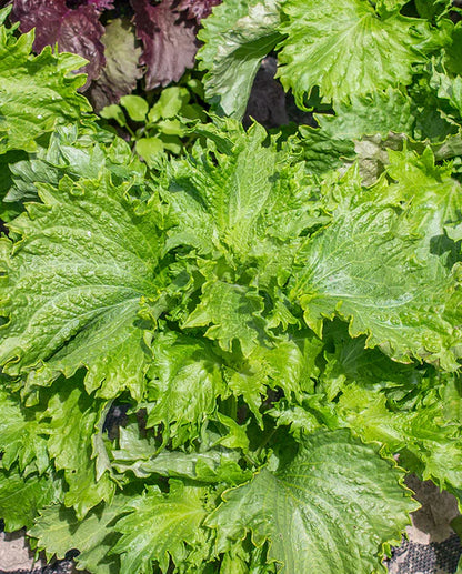 Shiso Green Perilla WCS Seeds