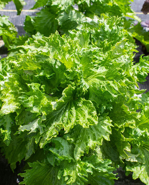 Shiso Green Perilla WCS Seeds