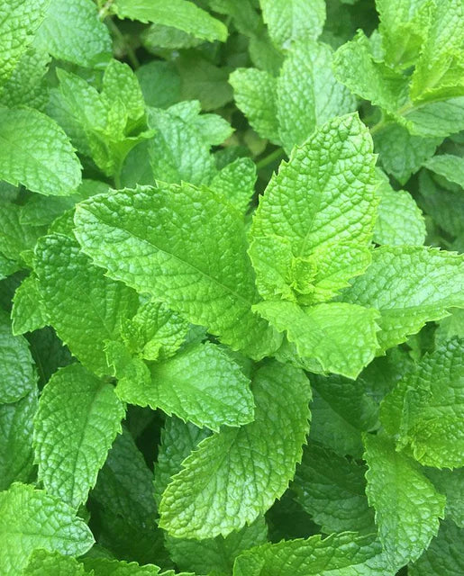 Spearmint WCS Seeds