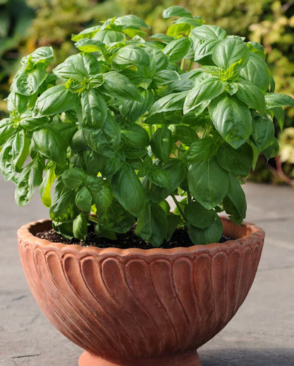 Basil Dolce Fresca WCS Seeds