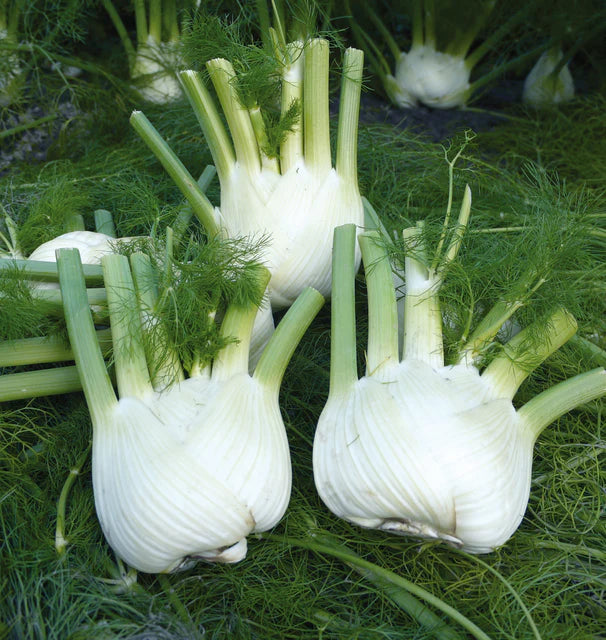 Fennel Preludio Organic WCS Seeds