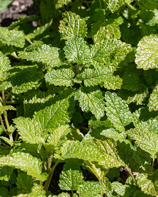 Lemon Balm Mandarina Orange WCS Seeds