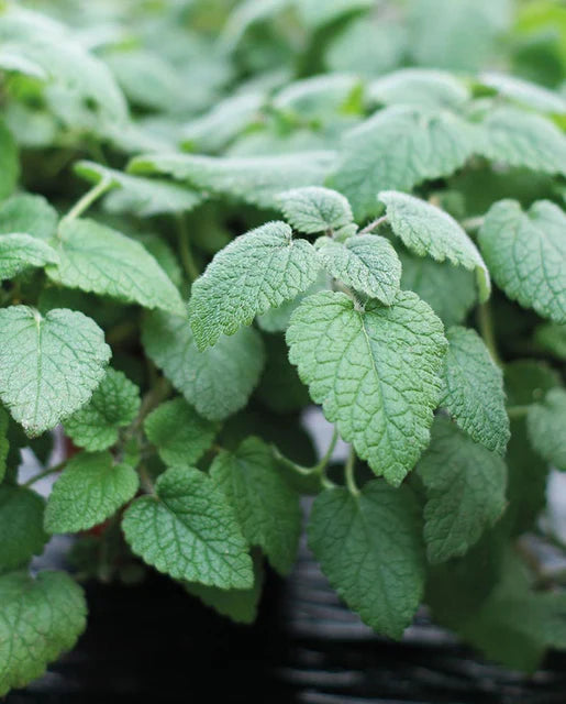 Lemon Balm Mandarina Orange WCS Seeds