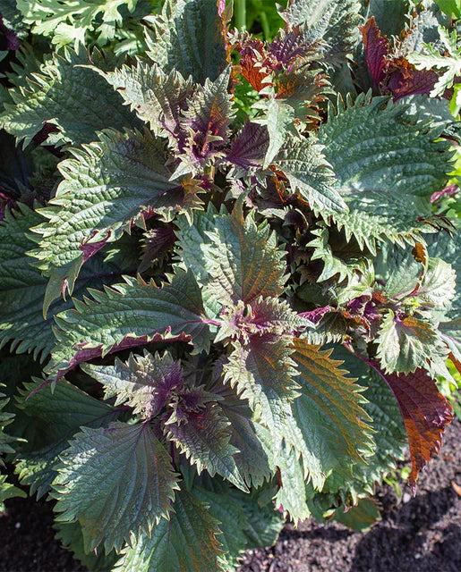 Shiso Hojiso Perilla WCS Seeds